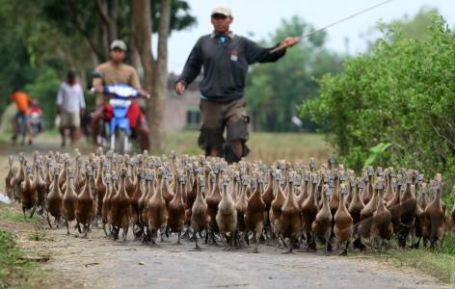 penggembala-bebek-dari-antarafoto-com